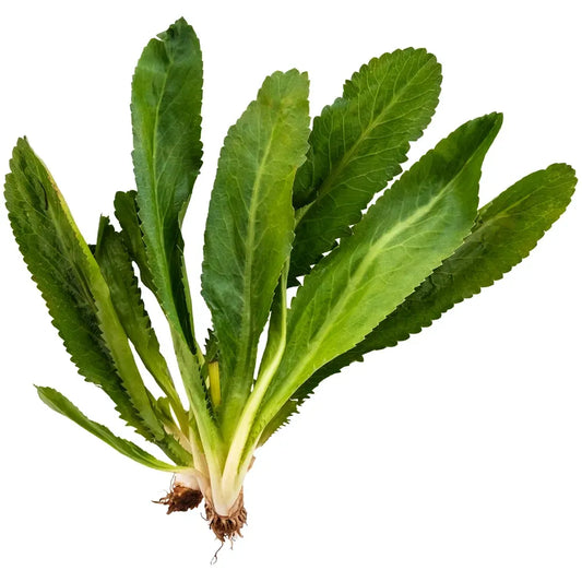 Chicoria culantro - precio 1 moño